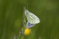 Pieris napi Green Veined White butterfly mating whilst resting on stem of the Marsh Thistle - Cirsium palustre