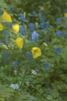 Meconopsis cambrica Welsh Poppy with Corydalis 'Tory MP' behind