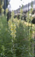 Linaria vulgaris - common toadflax growing alongside a fence in an urban setting in Strasbourg, France. 