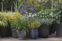 A collection of pots with Sanvitalia 'Cuzco Compact', Coreopsis grandiflora 'Sunray, Agapanthus 'Northern Star' and Rhodanthemum 'Casablanca' - Cheshire - July