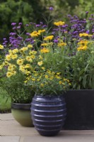 A collection of pots with Sanvitalia 'Cuzco Compact' and Coreopsis 'Galaxy' and Gaillardia Mesa Yellow behind - Cheshire - July