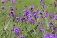 Verbena rigida 'Santos Purple' - July