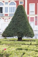 Yew trained into pyramid in the Formal Garden with low hedges of box in foreground. Lisbon, Portugal, September.