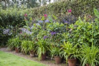 Different varieties of Agapanthus displayed in terracotta pots in front of buxus hedge and late summer annual border