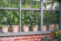 Pots of chilies seen through glass outside greenhouse