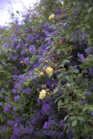 Rosa 'Malvern Hills' syn 'Auscanary' with Solanum crispum 'Glasnevin'