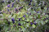 Prunus insititia 'Dittisham Damson'