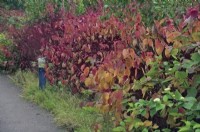 Cornus sanguinea in amenity plantings along a public footpath in October