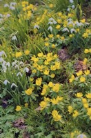Eranthis hyemalis - Winter Aconite and Snowdrops - Galanthus nivalis on a sunny garden bank in February