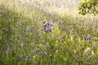 Wildflower meadow with Aquilegia vulgaris - Common columbine.