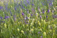 Wildflower meadow with Rhinanthus glacialis - Yellow rattle, Rumex acetosa - Common Sorrel, Leucanthemum vulgare - ox-eye daisy, Salvia pratensis - Meadow Clary, Trifolium pratense - Red clover, Knautia arvensis - Field Scabious, Tragopogon pratensis - Meadow salsify and grasses.