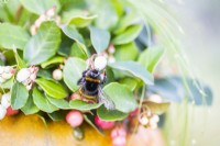 Bee on Gaultheria 'Big Berry' flower