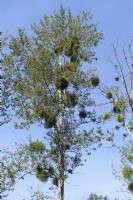 Viscum album - European mistletoe growing in birch trees in Rhineland-Palatinate, Germany