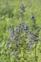 Salvia pratensis - meadow clary growing along the roadside in Rhineland-Palatinate, Germany