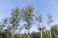 Viscum album - European mistletoe growing in birch trees in Rhineland-Palatinate, Germany