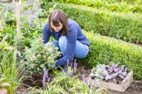 Woman planting Viburnum tinus 'Eve Price'