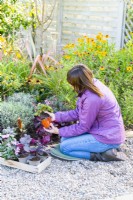 Woman removing Cyclamen from pot