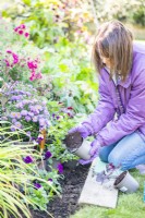 Woman removing Pansies from pot
