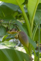 Musa basjoo - Japanese banana bud