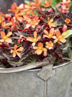 Begonia 'Burning Embers' in old gavanised pail. August, Summer,