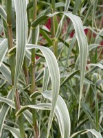 Arundo donax var. versicolor, variegated giant reed