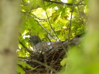 Woodpigeon, Columba palumbus, adult sitting on nest in Oak tree. Summer, August.