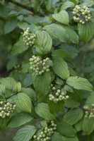 Cornus excelsa - dogwood, berries