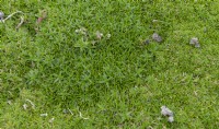 Minuartia graminifolia - sandwort