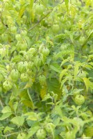 Physalis longifolia - groundcherry