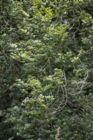 Fagus sylvatica - 'Rotundifolia' - Beech tree. 