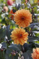 Dahlia 'Orange Pekoe' - Decorative Dahlia
