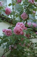 Rosa 'Madame Gregoire Staechelin' Climbing Rose
