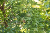 Punica granatum - pomegranate