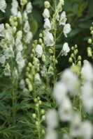 Aconitum napellus subsp. vulgare  'Albidum' syn. 'Album' - white monkshood - June.