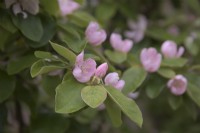 Cydonia oblonga 'Champion' blossom on quince tree