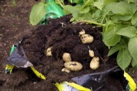 Solanum tuberosum 'Maris Bard' potatoes harvested from a grow bag on 20 May