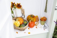 Autumnal display in small garden shed