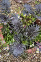 Oriental mustard greens in container with erigeron