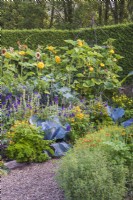 Vegetable bed with brassicas, herbs, climbing squashes and flowers - tagetes, salvia viridis and Helianthus annuus