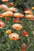 Calendula officinalis 'Orange Flash' - English Marigolds