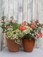Orange and red summer container plants with Geranium Mrs Pollock, Fuchsia Mandarin Cream and Fuchsia thalia
