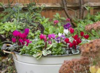 Winter interest in old metal laundry container with cyclamen.