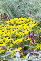 Grasses, Persicaria and Rudbeckia in colourful mixed flower border.