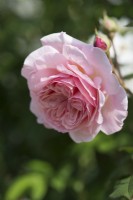 Rosa 'A Shropshire Lad' - June.