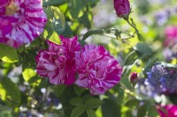 Rosa gallica 'Versicolor' - Rosa mundi - June.