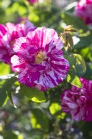 Rosa gallica 'Versicolor' - Rosa mundi - June.