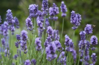 Lavandula angustifolia 'Melissa Lilac' - lavender - June.