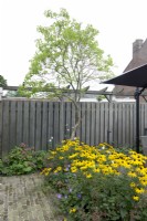 Small courtyard garden with border of Rudbeckia and deciduous tree.
