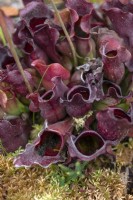 Sarracenia purpurea - purple pitcher plant