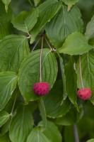 Cornus florida - flowering dogwood, fruit